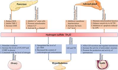 Role of Hydrogen Sulfide in the Endocrine System